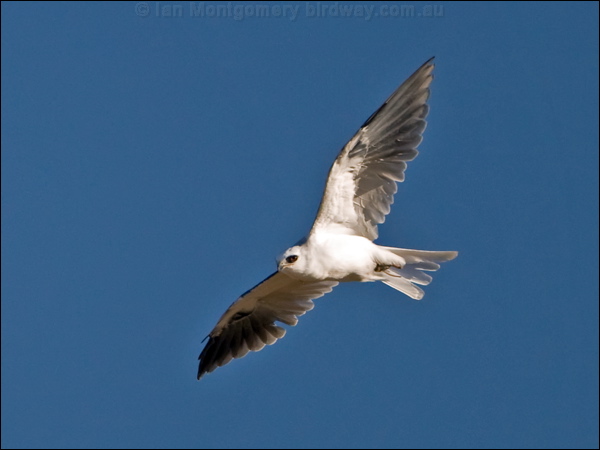 White-tailed Kite white_tailed_kite_110062.psd