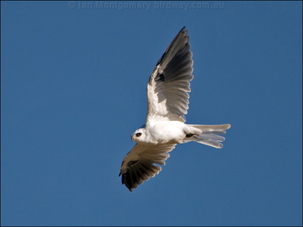 White-tailed Kite white_tailed_kite_110063.psd