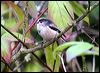 Click here to enter gallery and see photos of Long-tailed Tit