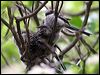long_tailed_tit_51446