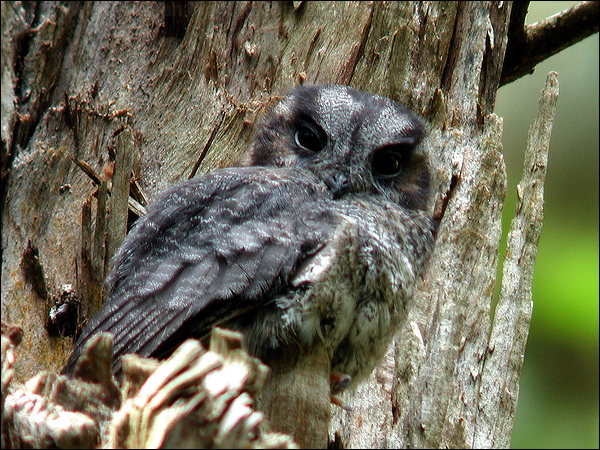Australian Owlet-nightjar aus_owlet_nightjar_15146.psd