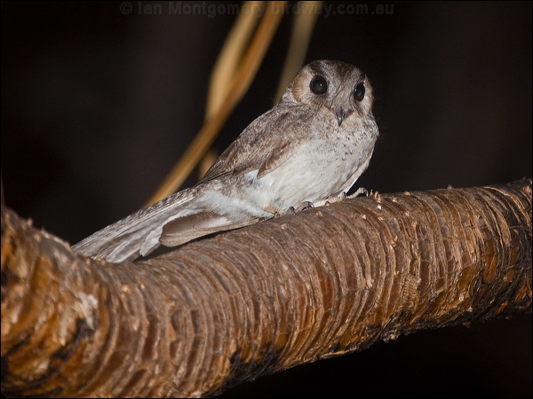 Australian Owlet-nightjar aus_owlet_nightjar_184600.psd