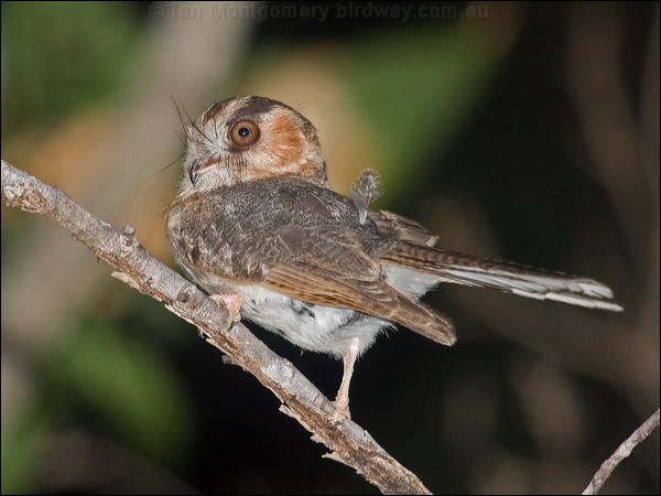 Australian Owlet-nightjar aus_owlet_nightjar_184612.psd