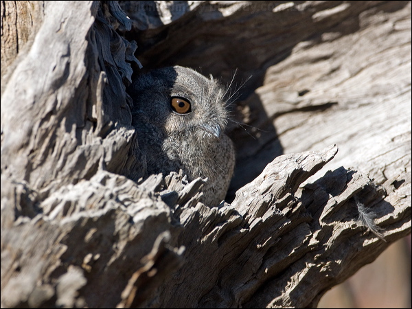 Australian Owlet-nightjar aus_owlet_nightjar_87534.psd