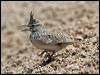 Click here to enter gallery and see photos/pictures/images of Crested Lark