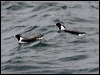 Click here to enter gallery and see photos of Ancient Murrelet