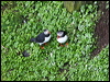Click here to enter gallery and see photos of Atlantic Puffin