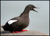 Click here to enter gallery and see photos of Black Guillemot
