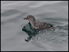 Click here to enter gallery and see photos of Cassin's Auklet