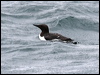 Click here to enter gallery and see photos of Common Murre/Guillemot