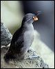 crested_auklet_68398