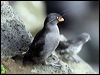Click here to enter gallery and see photos of Crested Auklet