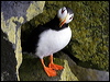 Click here to enter gallery and see photos of Horned Puffin