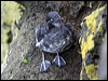 Click here to enter gallery and see photos of Least Auklet