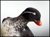 Click here to enter gallery and see photos of Parakeet Auklet