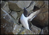 Click here to enter gallery and see photos of Razorbill