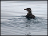 Click here to enter gallery and see photos of Rhinoceros Auklet