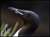 Click here to enter gallery and see photos of Thick-billed Murre/Brunnich's Guillemot