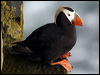 Click here to enter gallery and see photos of Tufted Puffin