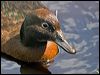 Click here to enter gallery and see photos of Auckland Islands Teal