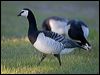 Click here to enter gallery and see photos of Barnacle Goose