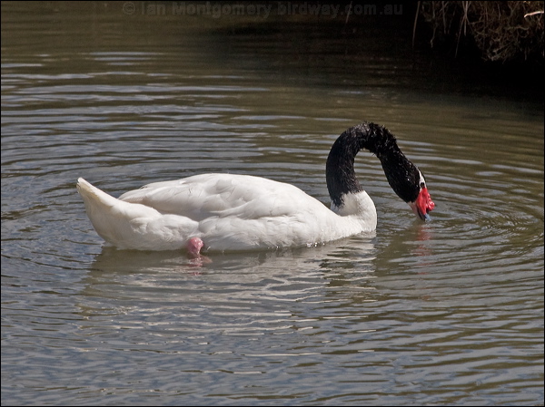 Black-necked Swan black_necked_swan_208192.psd