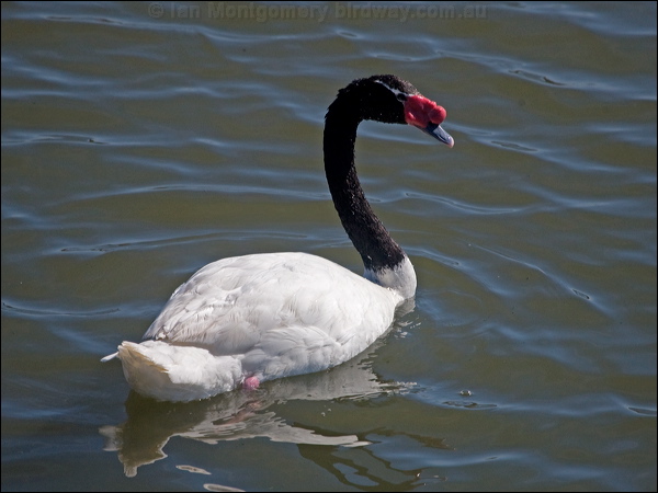 Black-necked Swan black_necked_swan_208265.psd