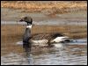 Click here to enter gallery and see photos of Brant/Brent Goose