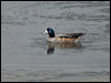 Click here to enter gallery and see photos of Chiloe Wigeon