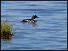 Click here to enter gallery and see photos of Common Goldeneye