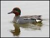 Click here to enter gallery and see photos of Eurasian Teal