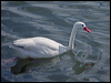 Click here to enter gallery and see photos of Coscoroba Swan