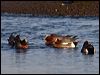Click here to enter gallery and see photos of Eurasian Wigeon