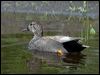 Click here to enter gallery and see photos of Gadwall