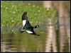 Click here to enter gallery and see photos of Green Pygmy-Goose