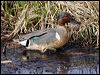 Click here to enter gallery and see photos of Green-winged Teal