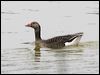 Click here to enter gallery and see photos of Greylag Goose