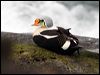 Click here to enter gallery and see photos of King Eider