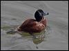 lake_duck_208194