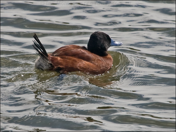 Lake Duck lake_duck_208141.psd