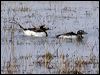 long_tailed_duck_66268
