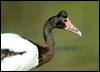 Click here to enter gallery and see photos of Magpie Goose