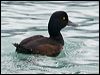 Click here to enter gallery and see photos of New Zealand Scaup
