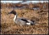 Click here to enter gallery and see photos of Northern Pintail