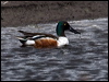 Click here to enter gallery and see photos of Northern Shoveler