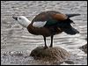 Click here to enter gallery and see photos of Paradise Shelduck
