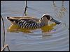 Click here to enter gallery and see photos of Pink-eared Duck