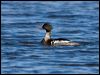 Click here to enter gallery and see photos of Red-breasted Merganser