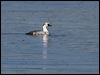 Click here to enter gallery and see photos of Smew