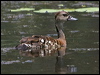 Click here to enter gallery and see photos of Spotted Whistling-Duck